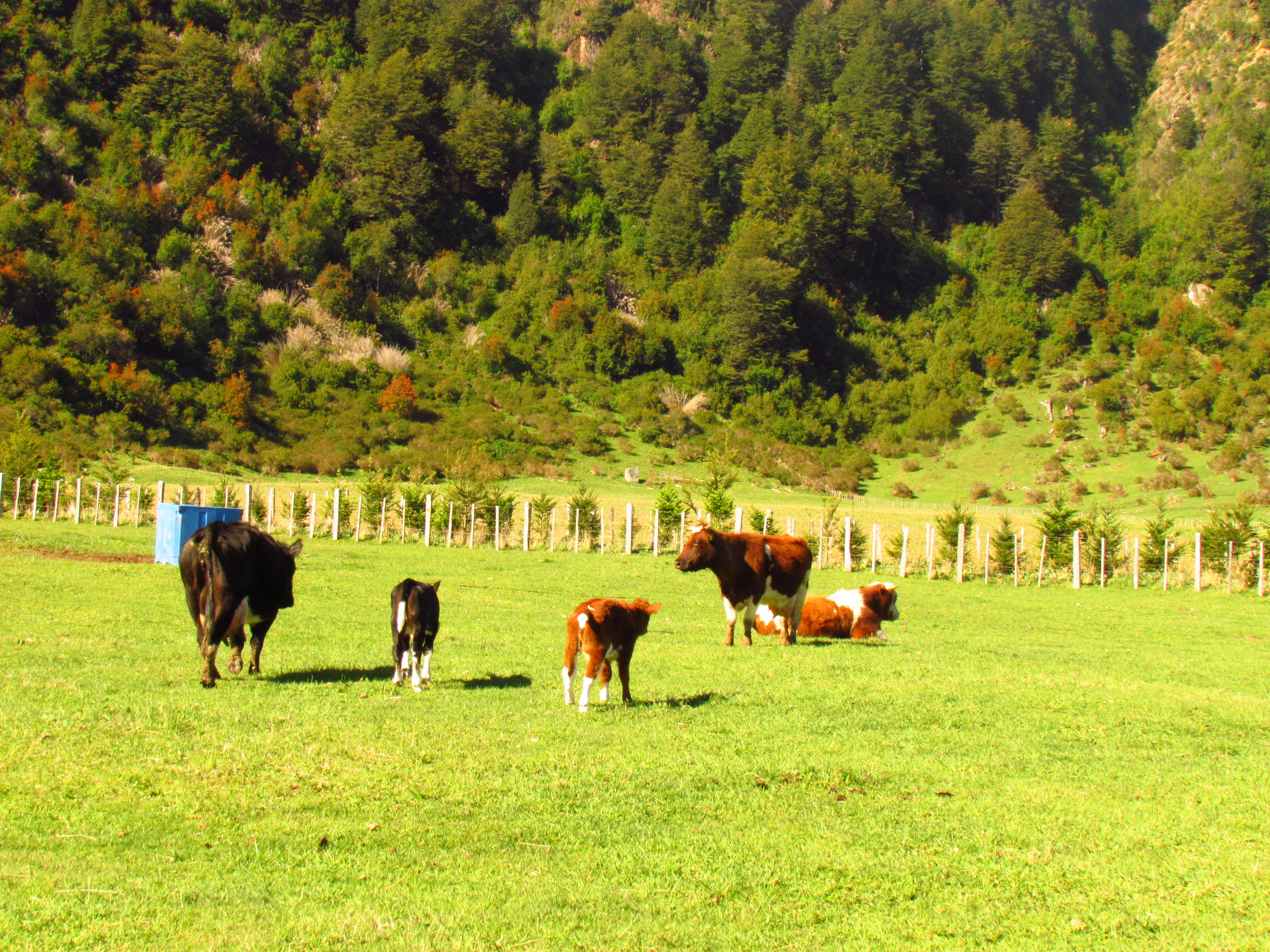 Vacas lecheras en el Fundo La Pampita, Aysén